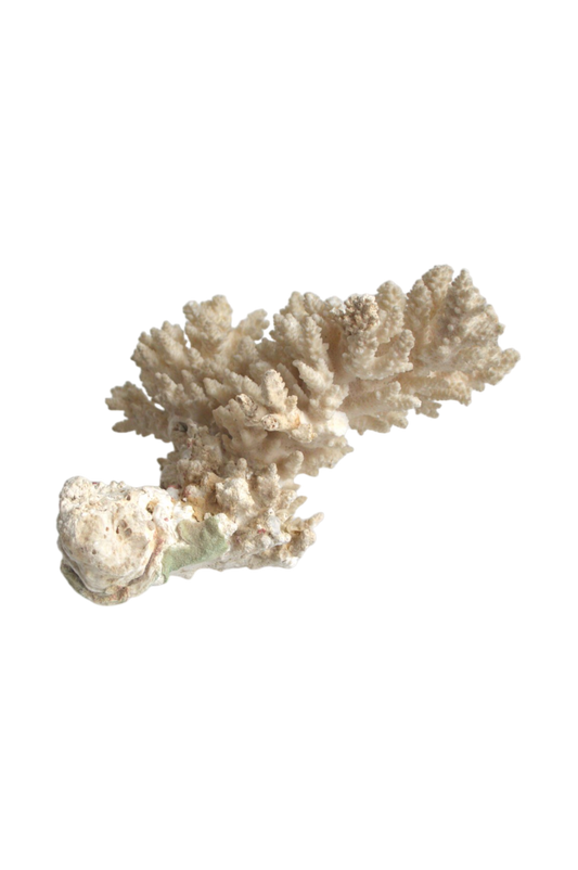 corail-blanc-cabinet-de-curiosités