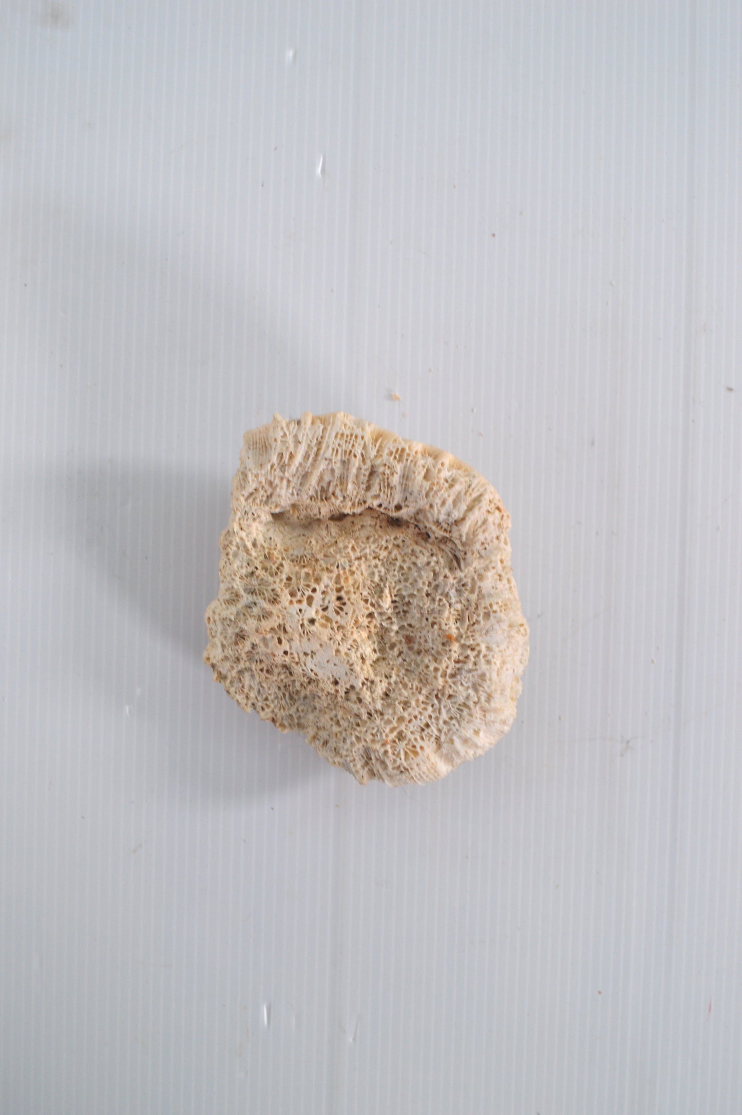 corail-blanc-déco