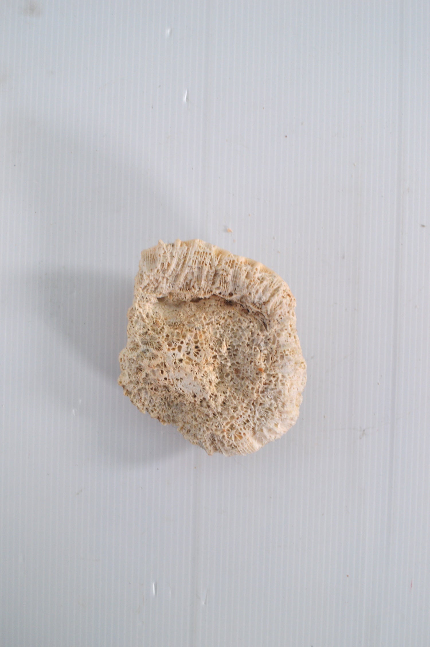corail-blanc-déco