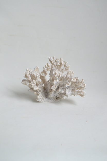 corail-blanc-deco