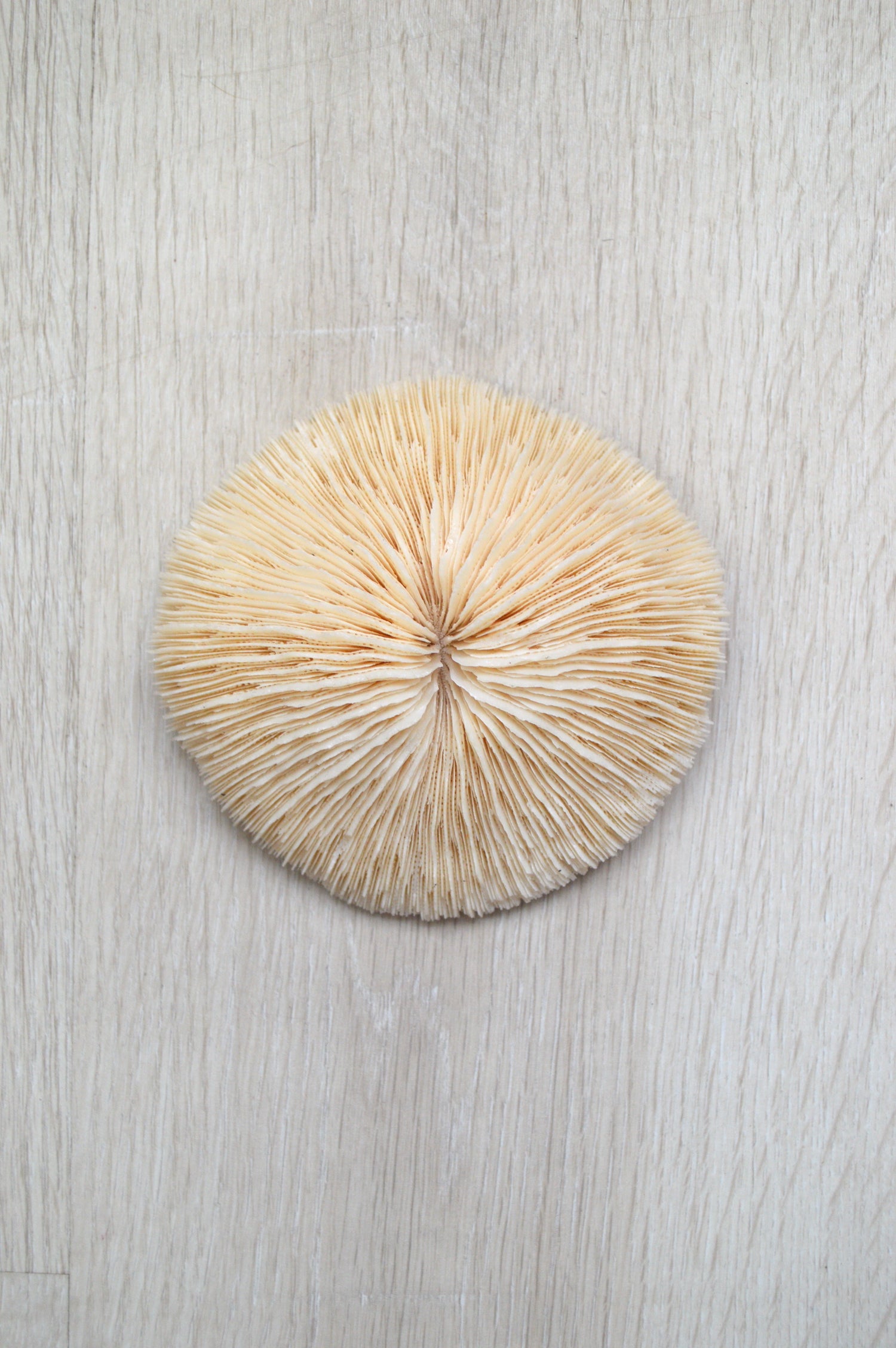 corail-blanc-décoratif