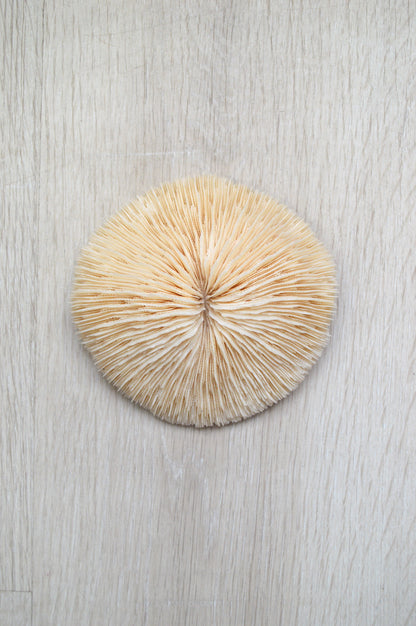 corail-blanc-décoratif