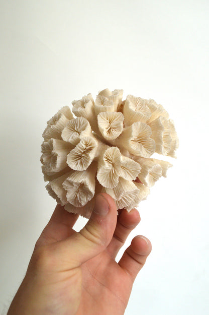 Corail blanc