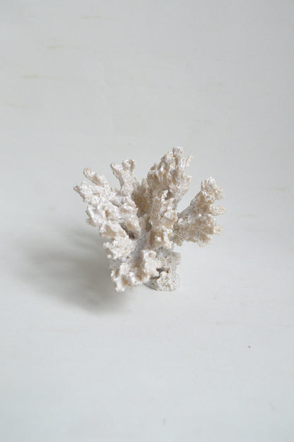 corail-blanc-decoratif