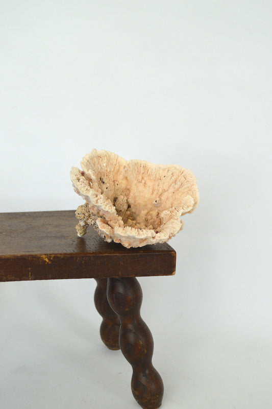 corail blanc déco