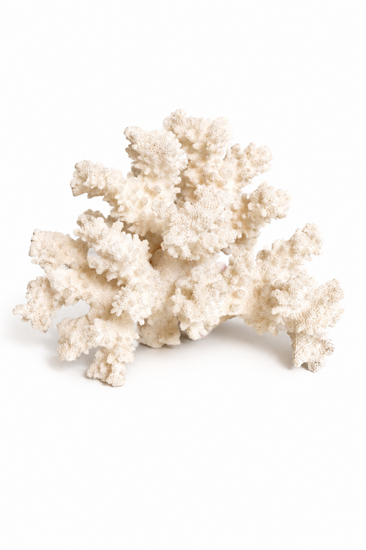 Corail blanc