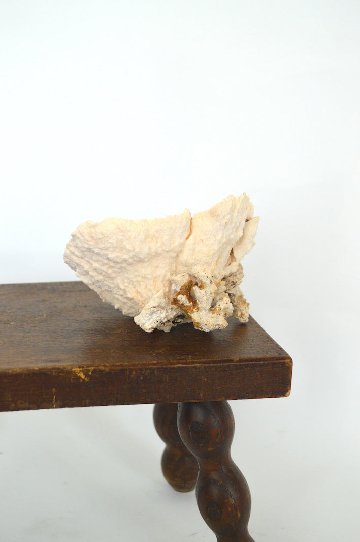 véritable corail blanc