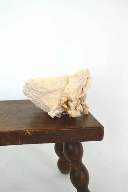 véritable corail blanc