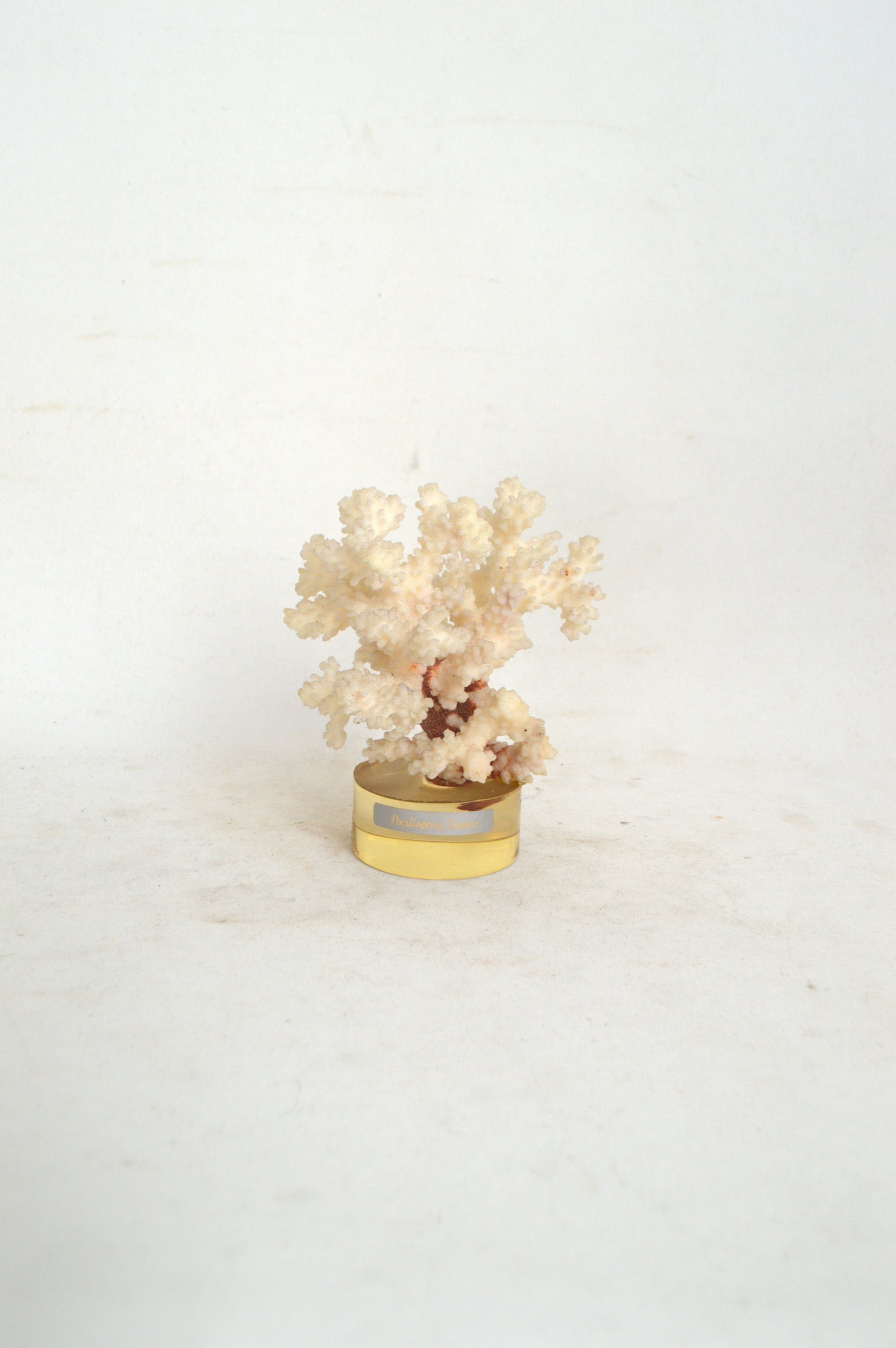 corail-blanc-sur-socle