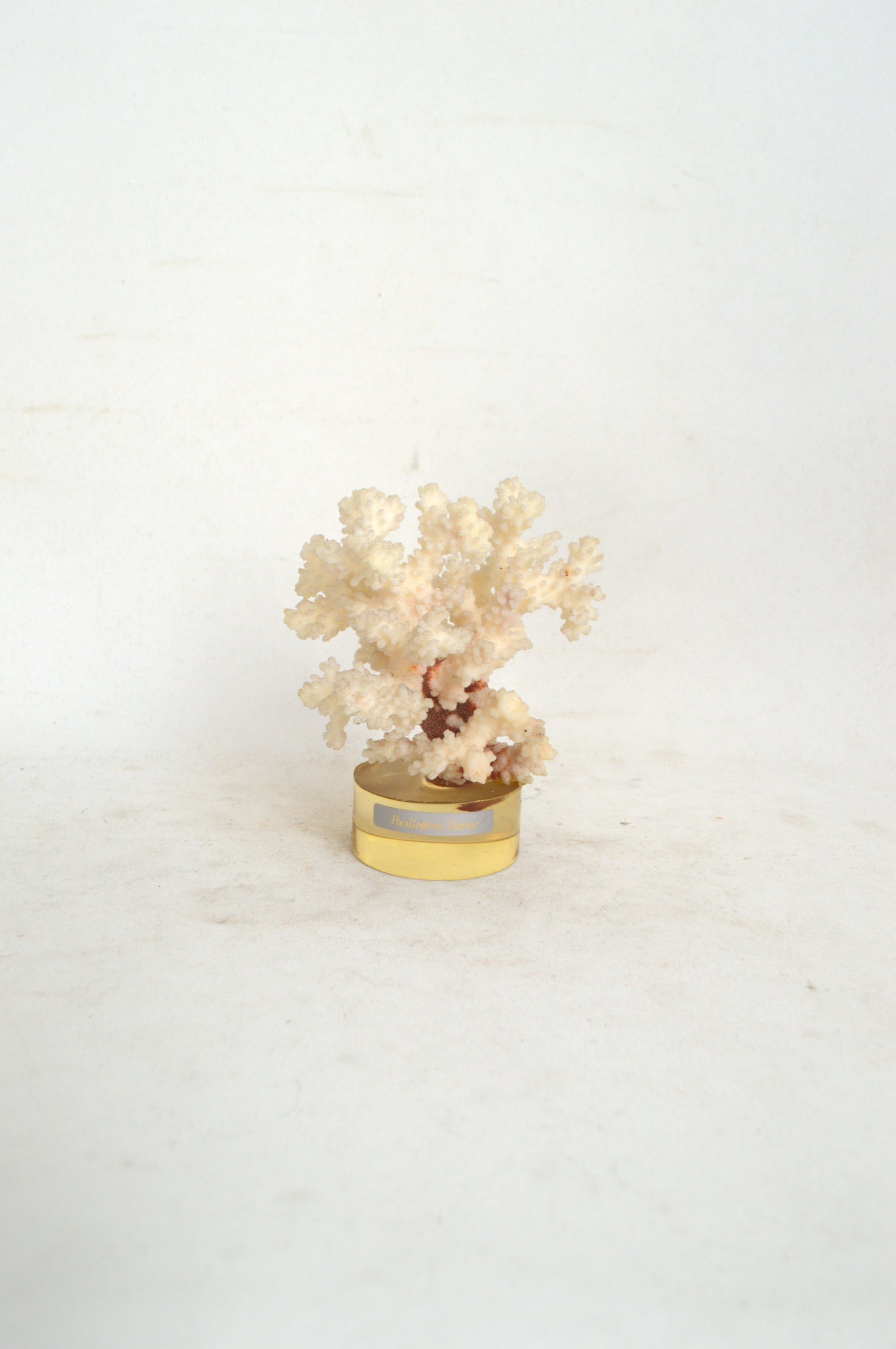 corail-blanc-sur-socle