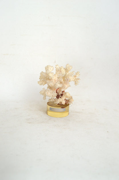 corail-blanc-sur-socle