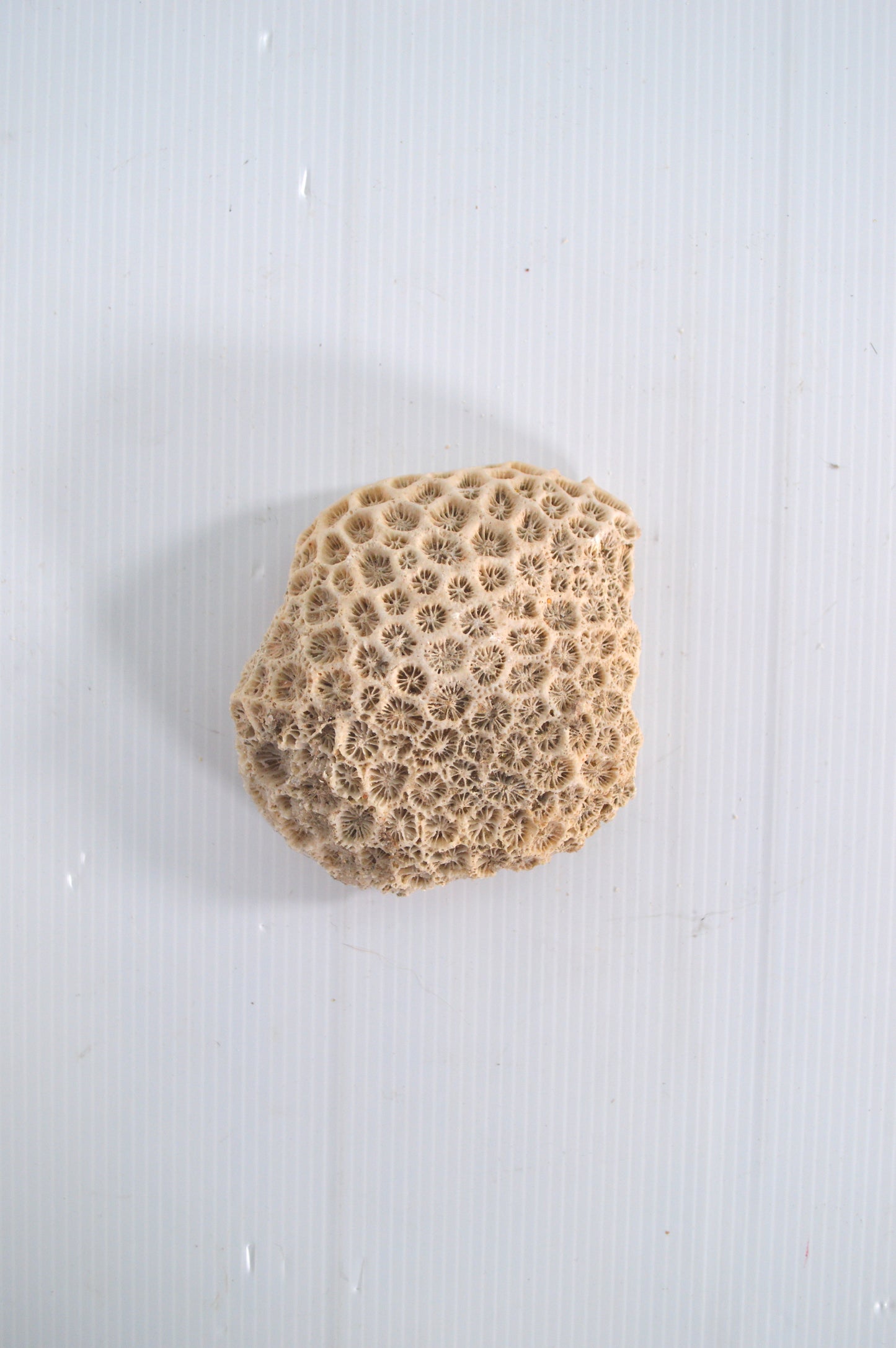 corail-blanc-véritable