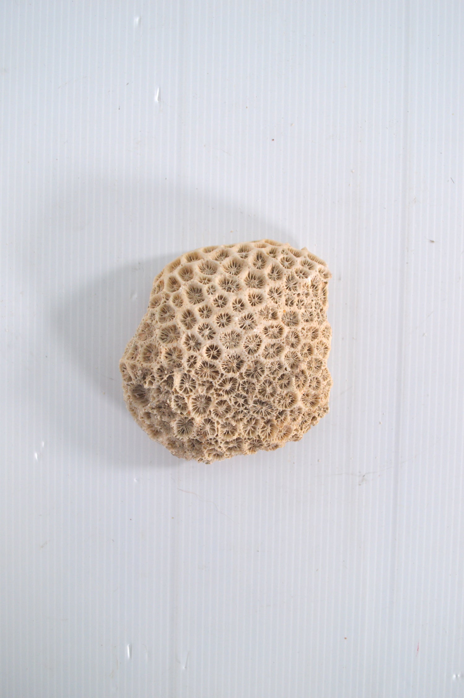 corail-blanc-véritable