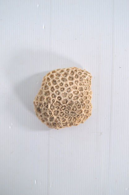 corail-blanc-véritable