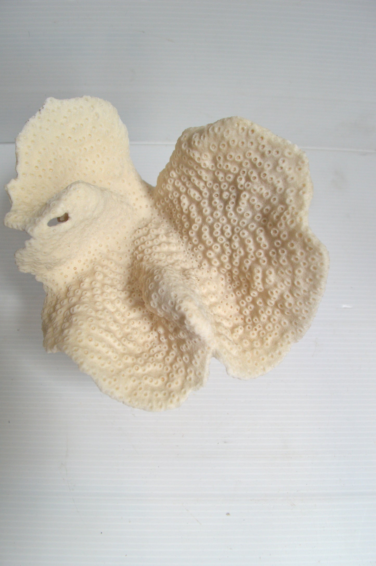 corail-blanc