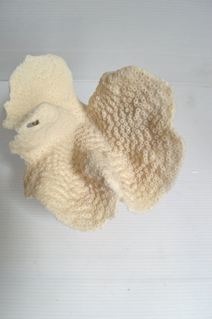 corail-blanc
