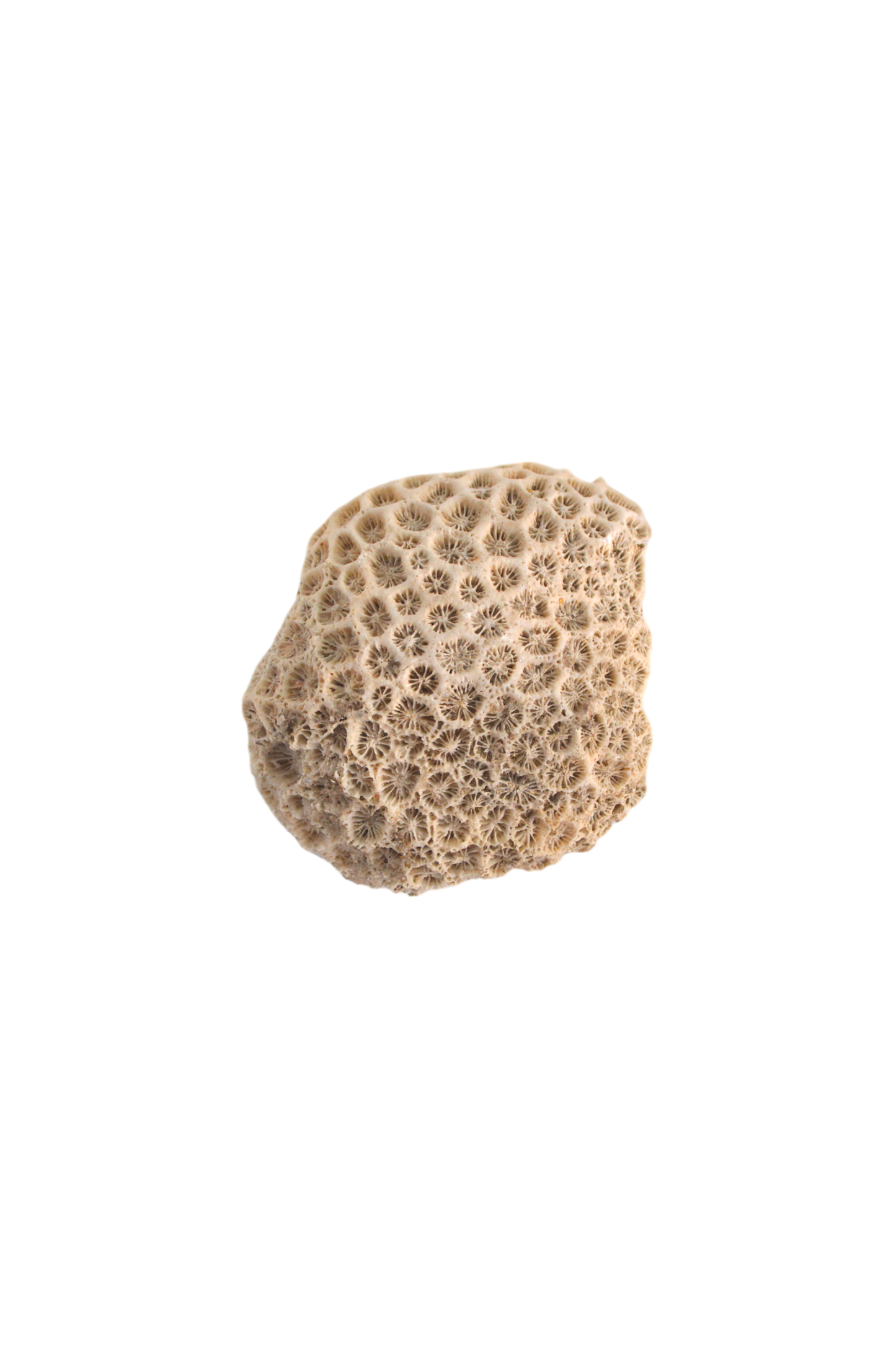 corail-blanc