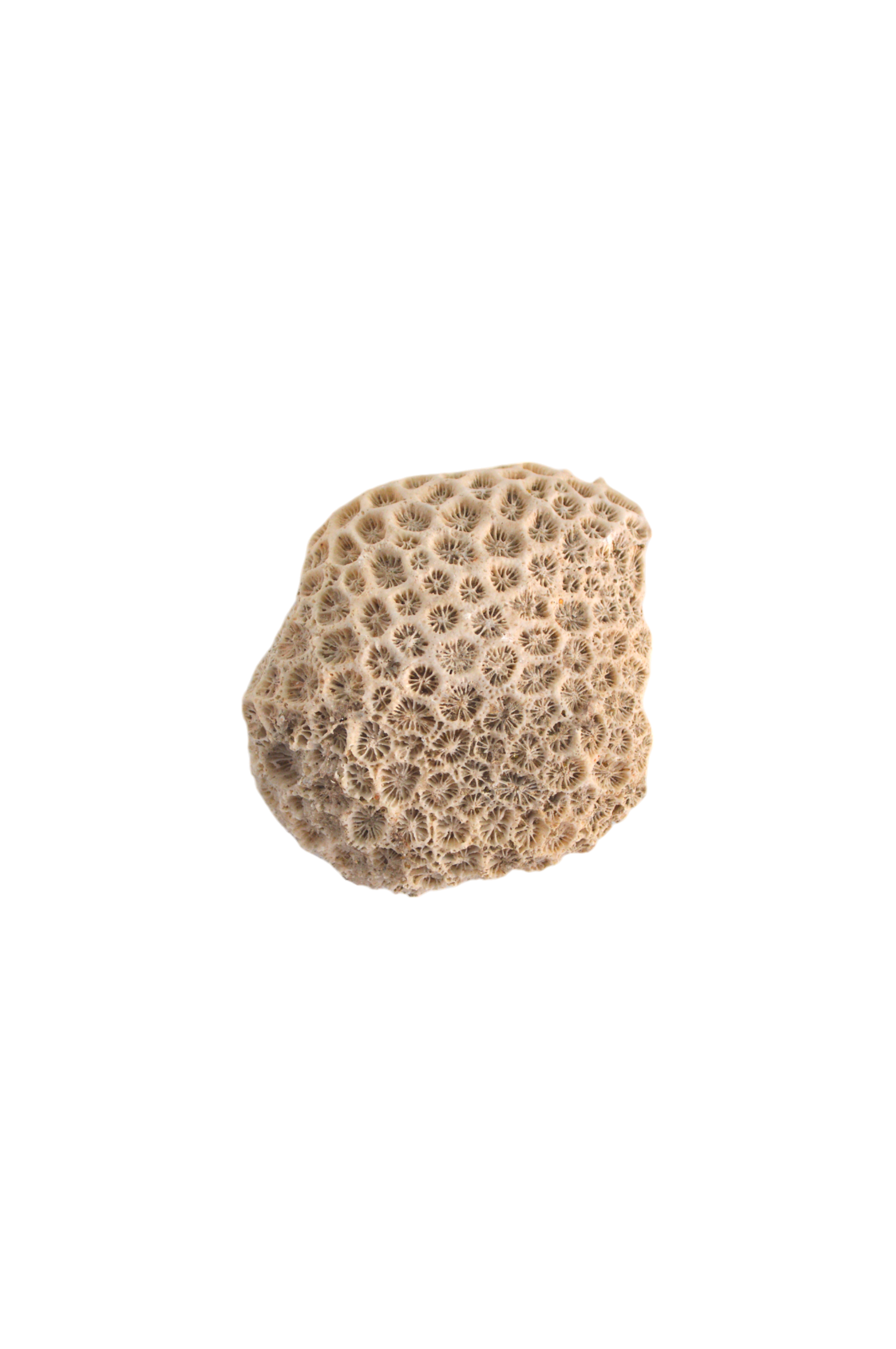 corail-blanc