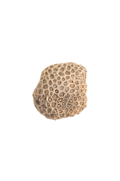 corail-blanc
