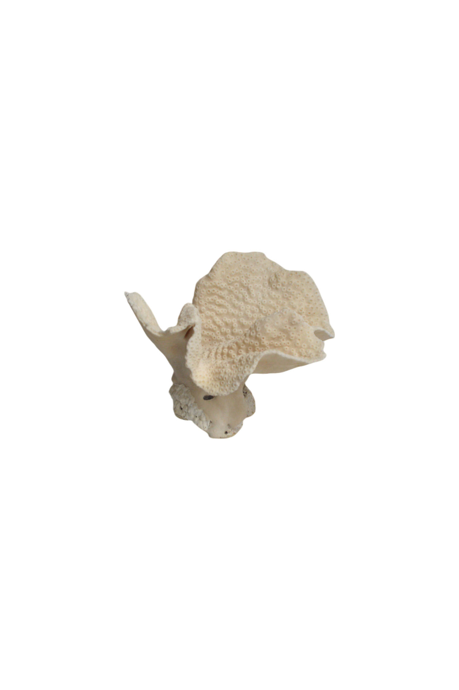 corail-blanc