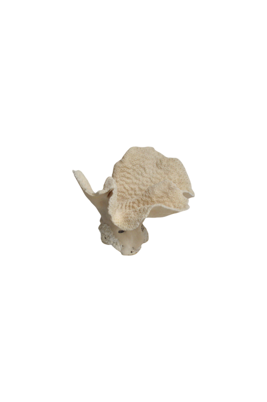 corail-blanc