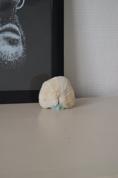 corail décoratif blanc