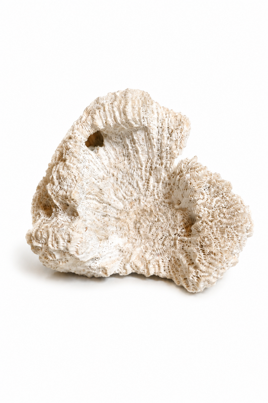 Corail Blanc