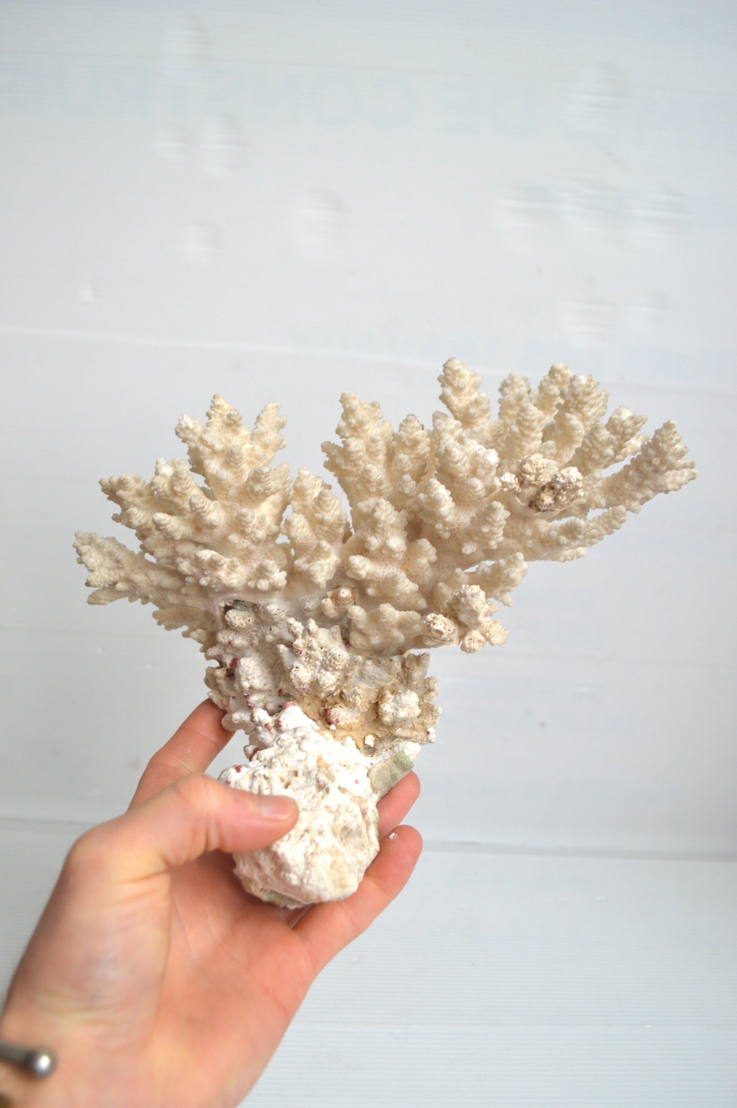 corail-blanc