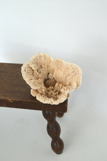 corail blanc décoratif