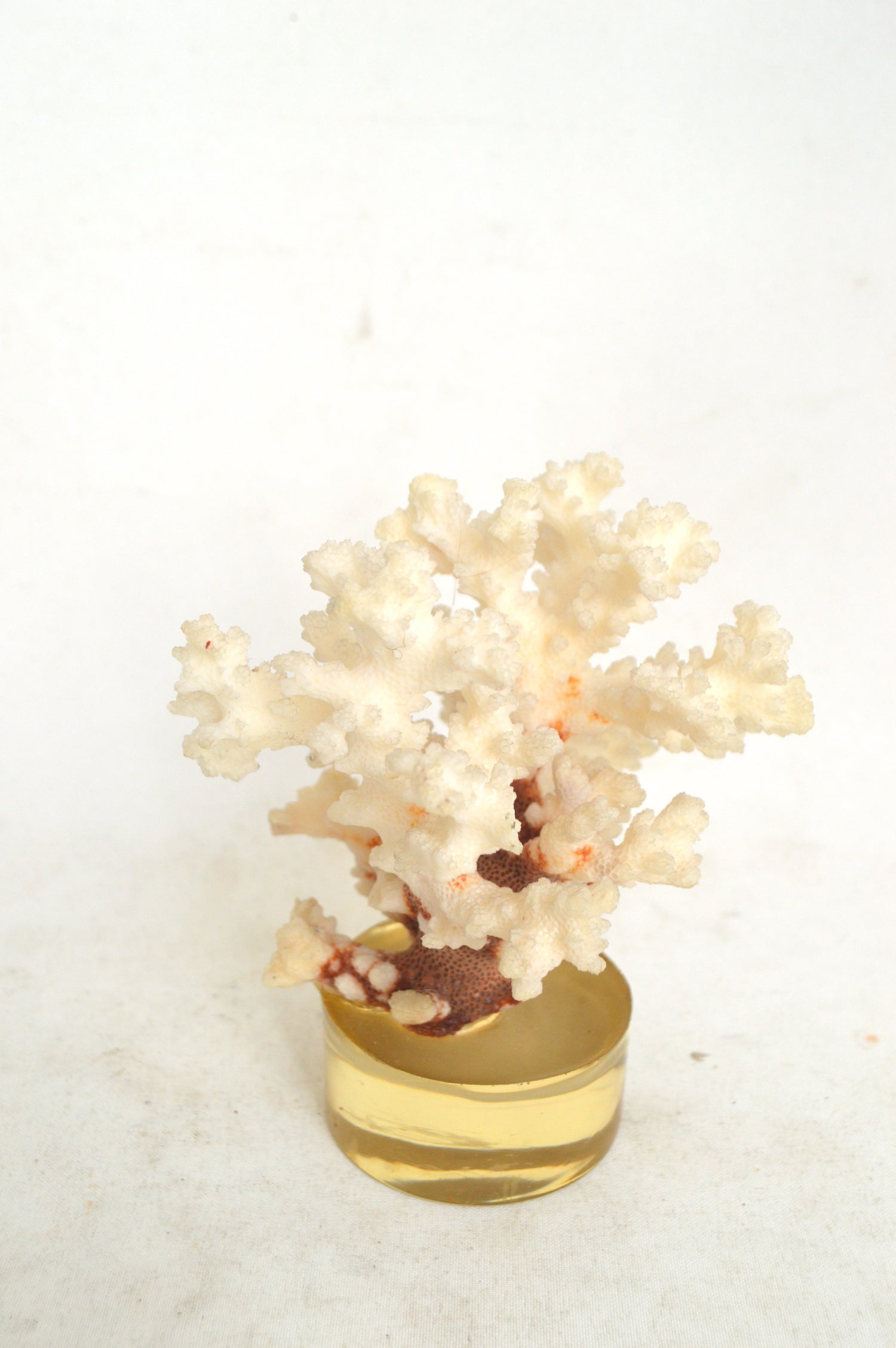 corail-cabinet-de-curiosités