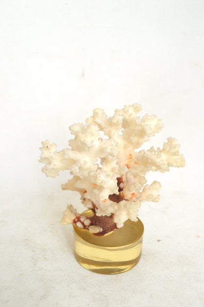 corail-cabinet-de-curiosités
