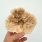 corail déco pour aquarium