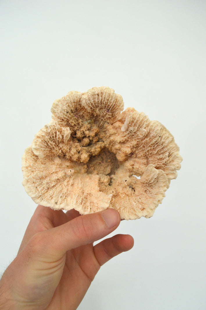 corail déco pour aquarium