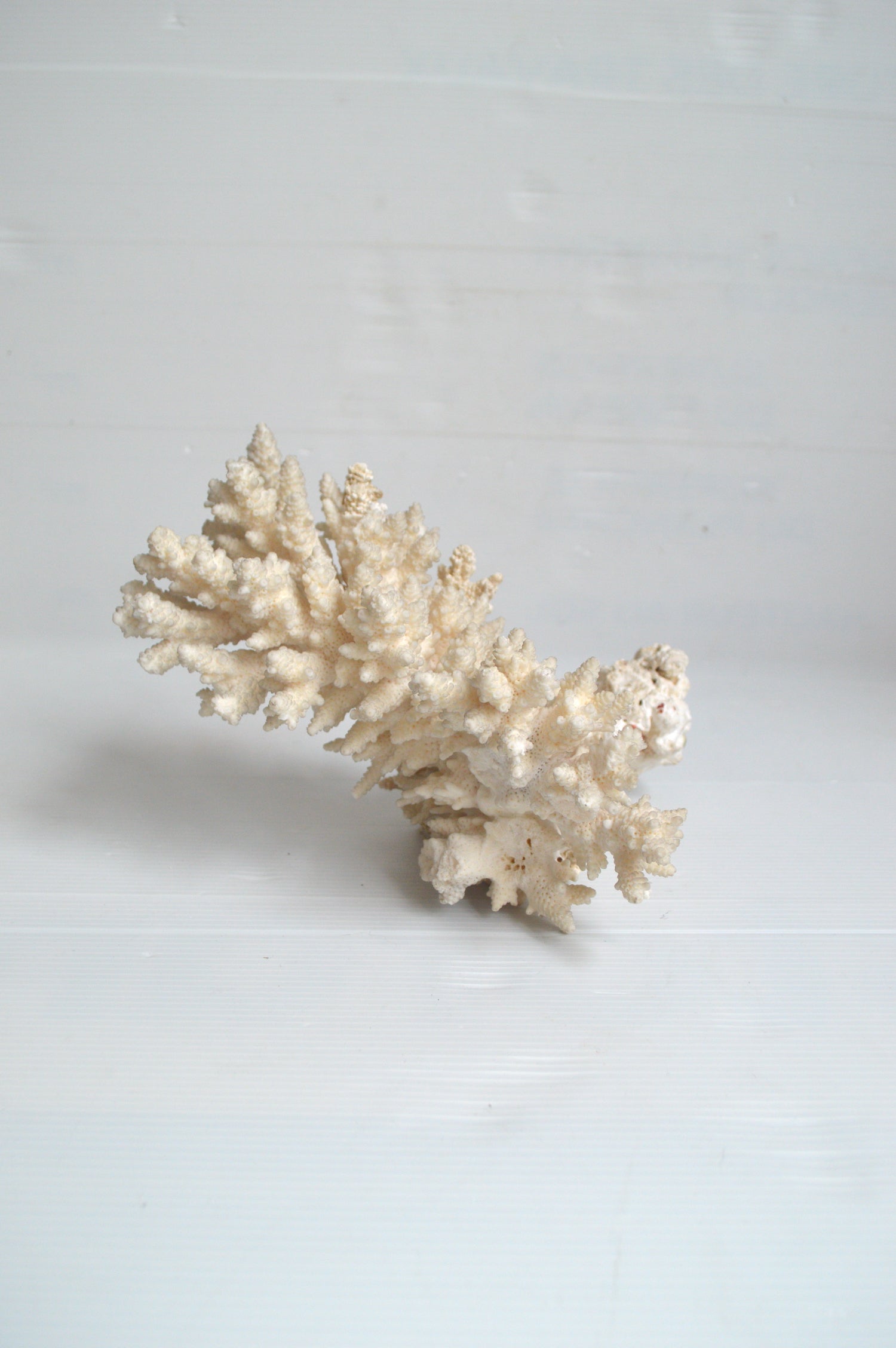 corail-déco