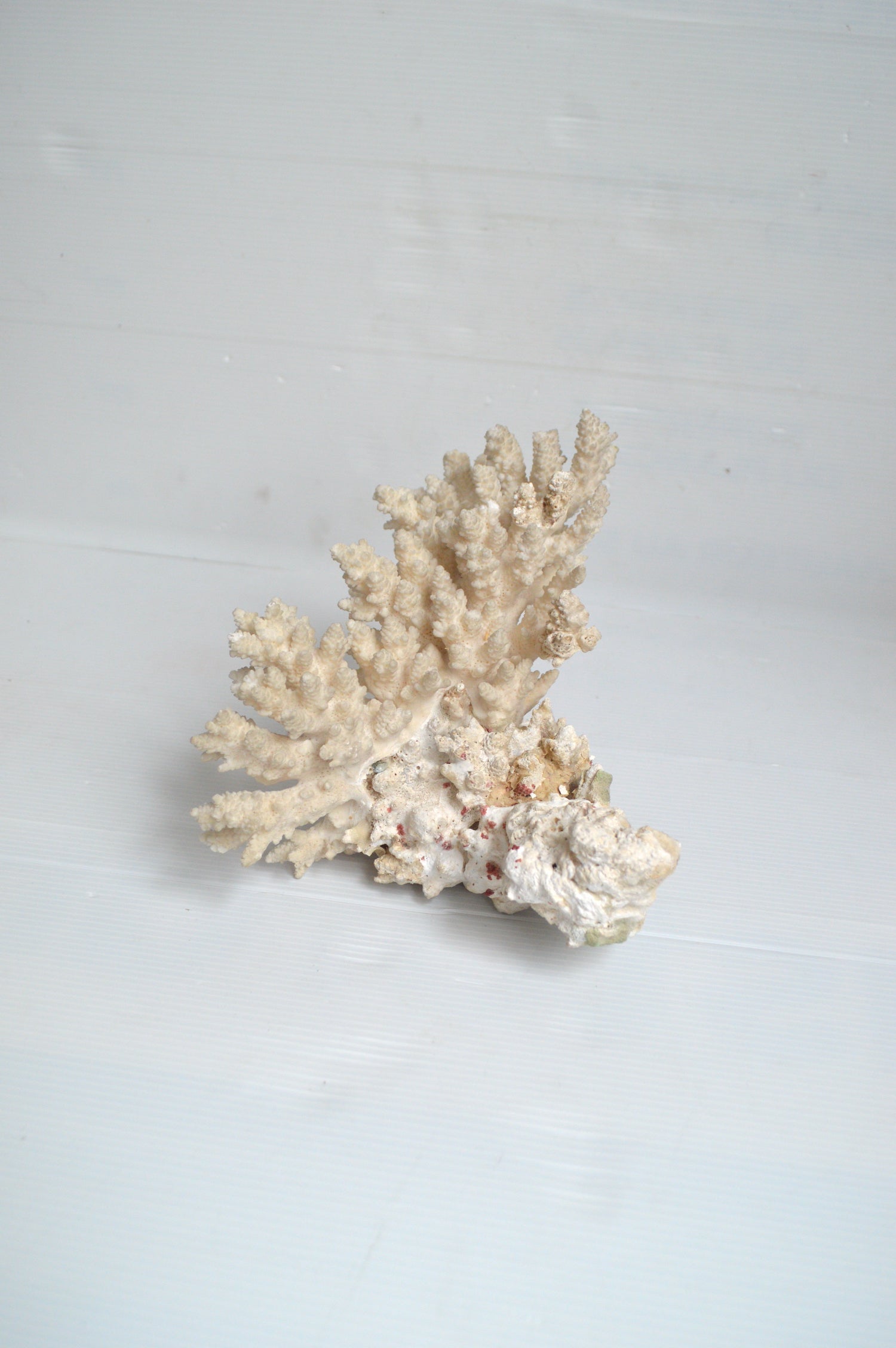 corail-décoratif