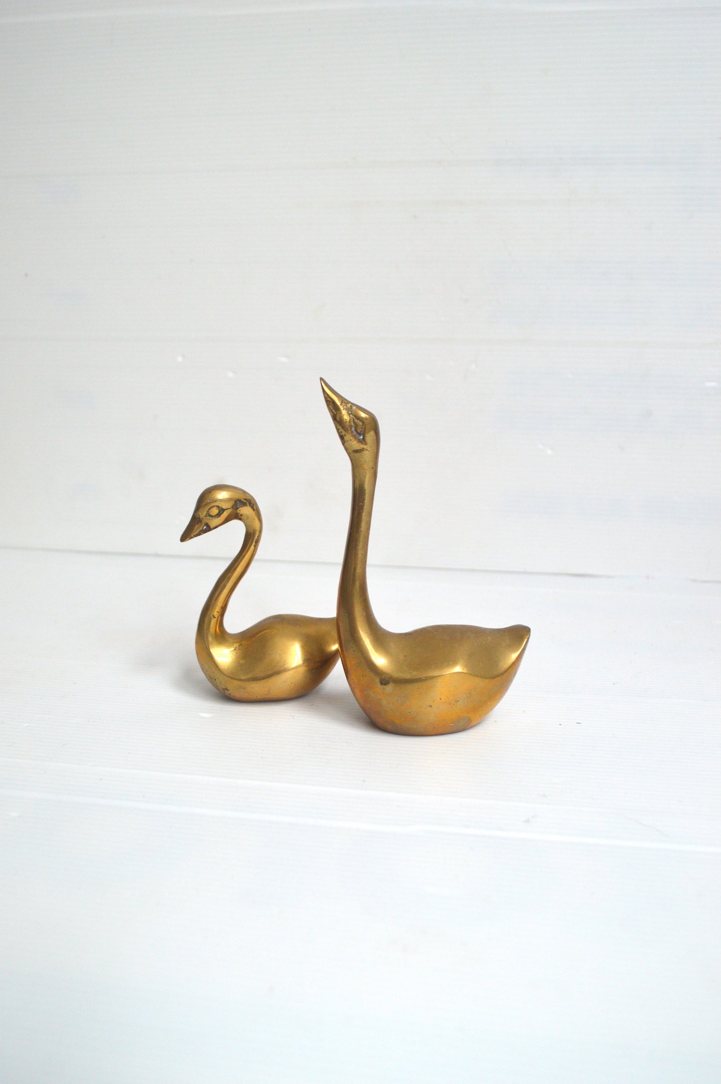 cygne-doré