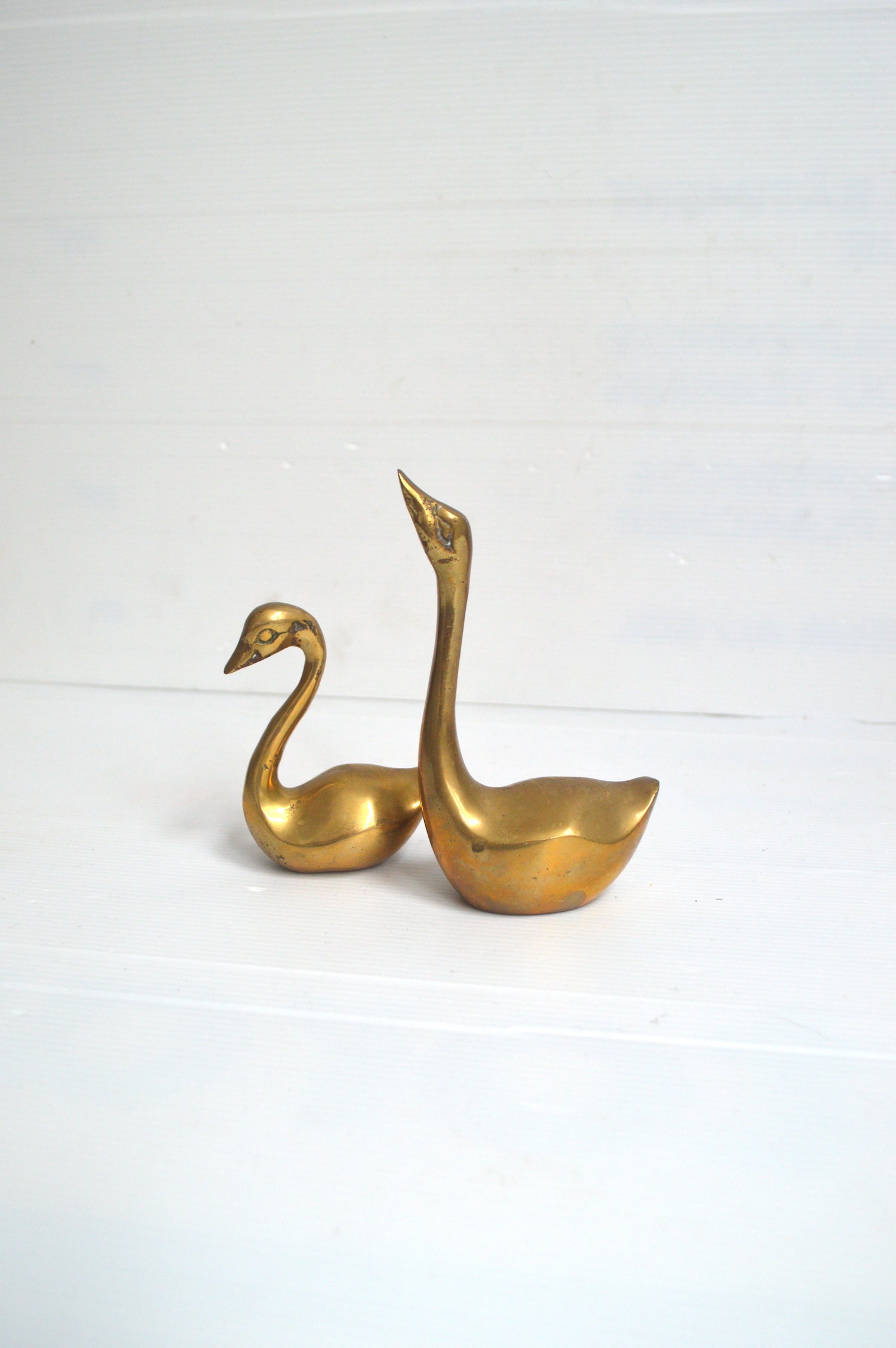 cygne-doré