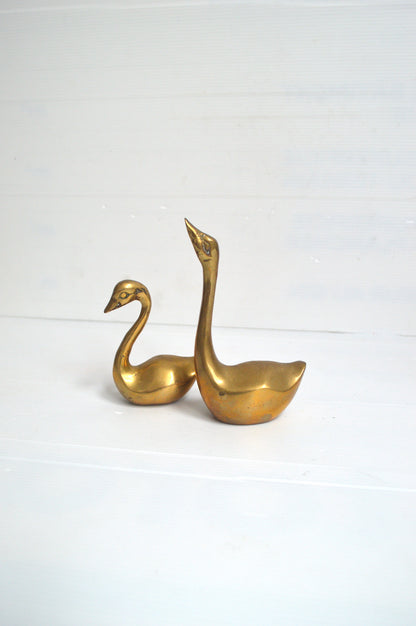 cygne-doré
