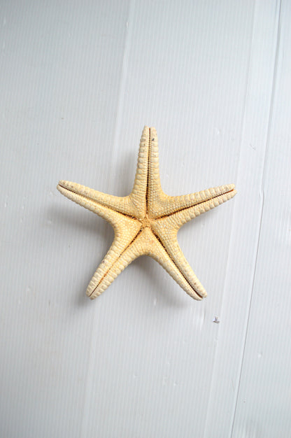 etoile-de-mer-deco