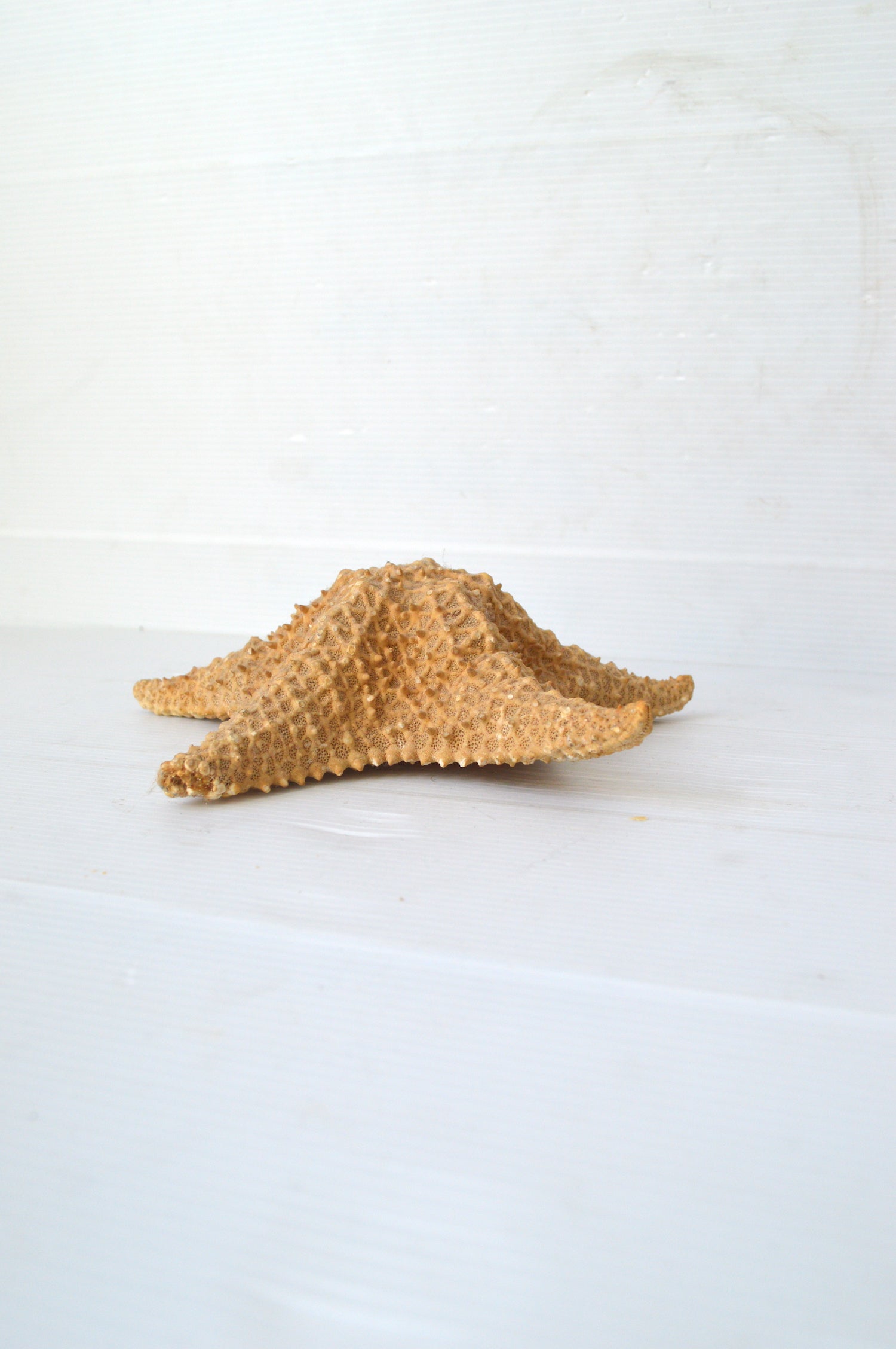 etoile-de-mer-decorative
