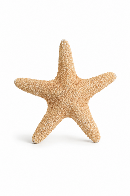 Étoile de mer