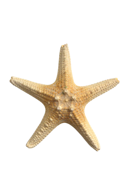 etoile-de-mer