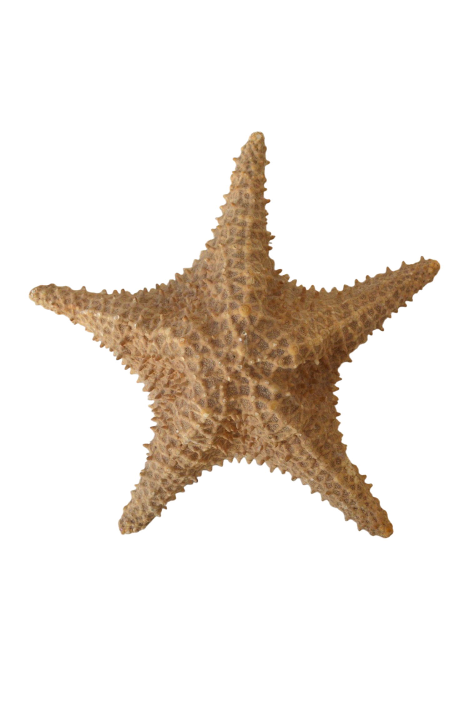 etoile-de-mer
