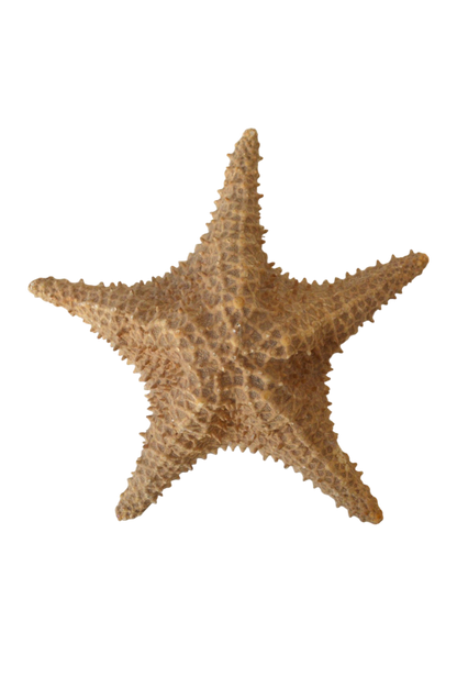 etoile-de-mer