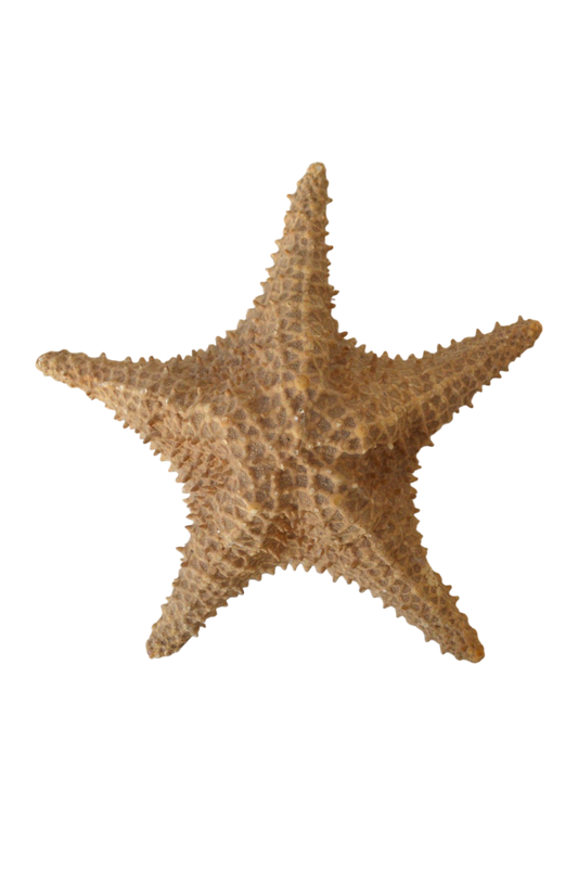 etoile-de-mer