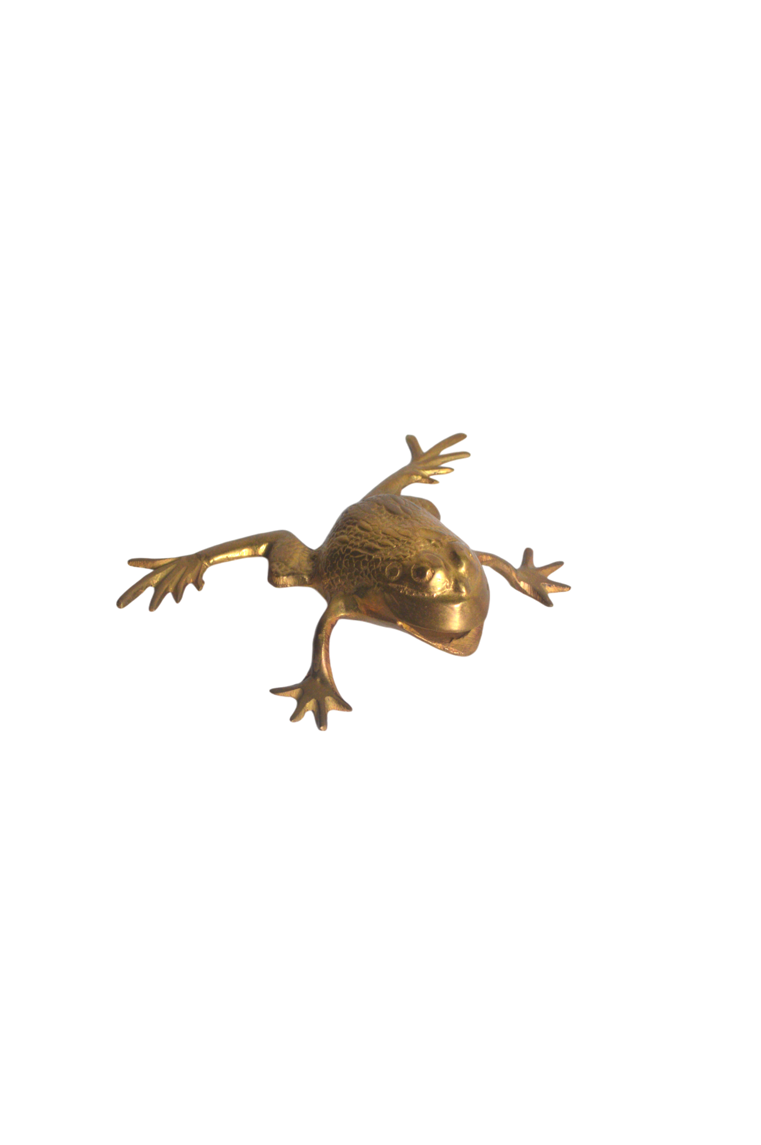 grenouille-décorative