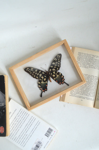 idée cadeau papillon naturalisé
