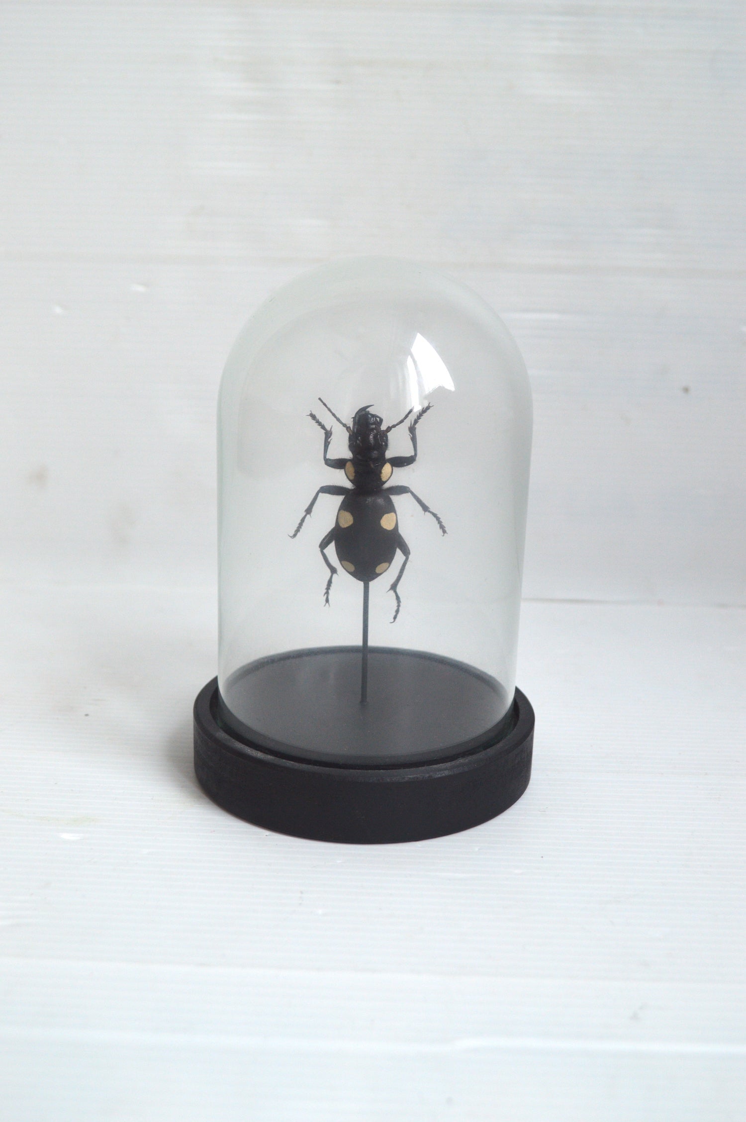 insecte-sous-cloche