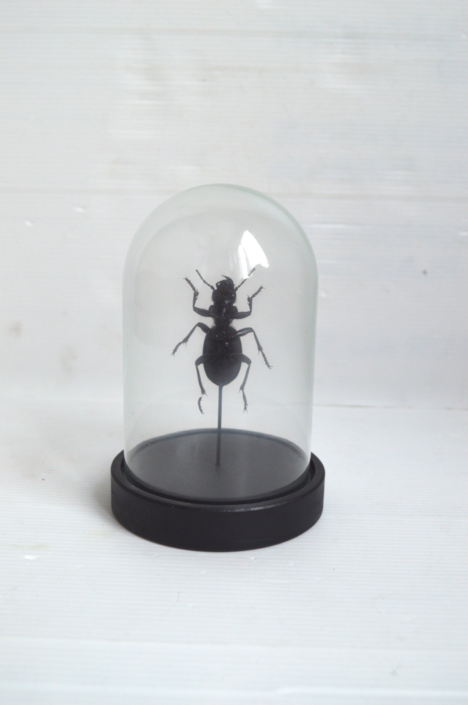 insecte-sous-globe