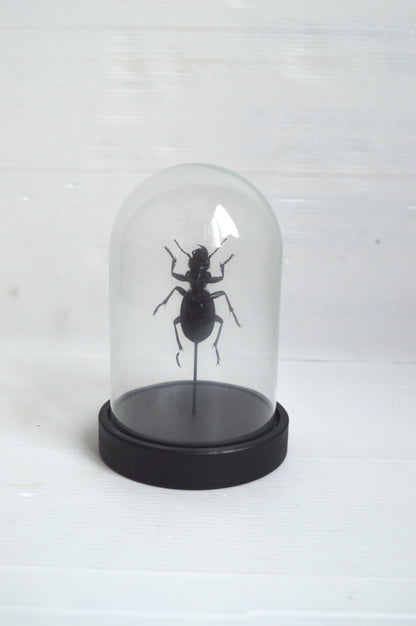 insecte-sous-globe